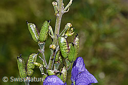 Dichtblütiger Eisenhut (Aconitum napellus ssp. vulgare) (F230107)