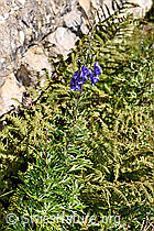 Dichtblütiger Eisenhut (Aconitum napellus ssp. vulgare) (F230116)