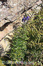Dichtblütiger Eisenhut (Aconitum napellus ssp. vulgare) (F230117)