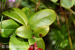 Foto: Preiselbeere (Vaccinium vitis-idaea)