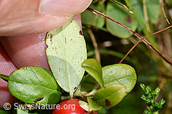 Foto: Preiselbeere (Vaccinium vitis-idaea)