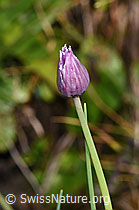 Foto: Schnittlauch (Allium schoenoprasum)