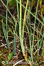 Foto: Schnittlauch (Allium schoenoprasum)
