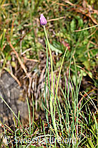 Foto: Schnittlauch (Allium schoenoprasum)