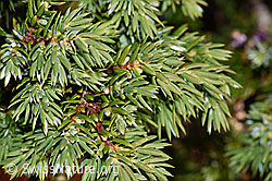 Alpen-Wacholder (Juniperus communis var. saxatilis) (F230144) Alpen-Wacholder (Juniperus communis var. saxatilis) (F230144)
