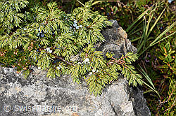 Alpen-Wacholder (Juniperus communis var. saxatilis) (F230148) Alpen-Wacholder (Juniperus communis var. saxatilis) (F230148)
