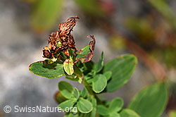 Geflecktes Johanniskraut (Hypericum maculatum) (F230181)