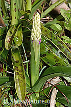 Männliches Knabenkraut (Orchis mascula) (F238194)