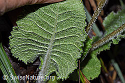 Foto: Wald-Schlüsselblume (Primula elatior)
