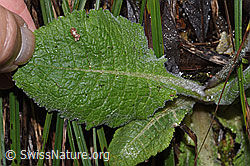Foto: Wald-Schlüsselblume (Primula elatior)