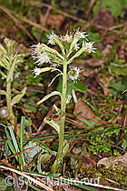 Weisse Pestwurz (Petasites albus) (21.04.2023, F238226)