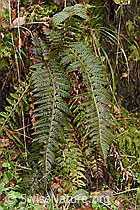 Gelappter Schildfarn (Polystichum aculeatum) (21.04.2023, F238245)