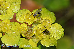 Pilzmücken der Gattung Exechia auf Wechselblättrigem Milzkraut (Chrysosplenium alternifolium) (F238278) Pilzmücken der Gattung Exechia auf Wechselblättrigem Milzkraut (Chrysosplenium alternifolium) (F238278)