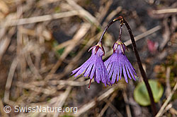 Grosses Alpenglöckchen (Soldanella alpina) (F241663)