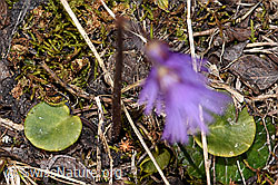 Grosses Alpenglöckchen (Soldanella alpina) (F241664)