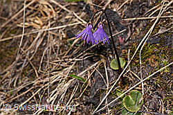 Grosses Alpenglöckchen (Soldanella alpina) (F241665)