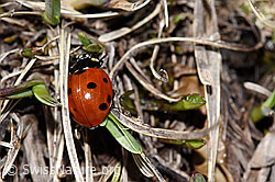 Siebenpunkt-Marienkäfer (Coccinella septempunctata) (26.05.2023, F241673)