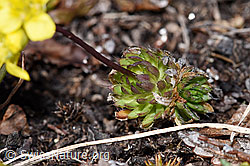 Hoppes Felsenblümchen (Draba hoppeana) (F241675) Hoppes Felsenblümchen (Draba hoppeana) (F241675)