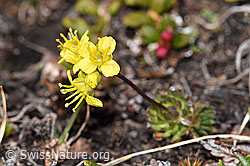 Hoppes Felsenblümchen (Draba hoppeana) (F241676) Hoppes Felsenblümchen (Draba hoppeana) (F241676)