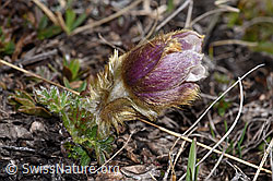 Frühlings-Anemonen (Pulsatilla vernalis) (F241683) Frühlings-Anemonen (Pulsatilla vernalis) (F241683)