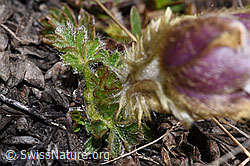 Frühlings-Anemonen (Pulsatilla vernalis) (F241684) Frühlings-Anemonen (Pulsatilla vernalis) (F241684)