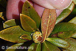 Rostblättrige Alpenrose (Rhododendron ferrugineum) (F241690) Rostblättrige Alpenrose (Rhododendron ferrugineum) (F241690)