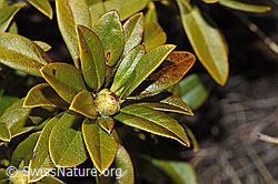 Rostblättrige Alpenrose (Rhododendron ferrugineum) (F241691) Rostblättrige Alpenrose (Rhododendron ferrugineum) (F241691)