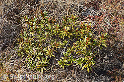 Rostblättrige Alpenrose (Rhododendron ferrugineum) (F241694) Rostblättrige Alpenrose (Rhododendron ferrugineum) (F241694)
