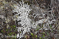 Wurmflechte (Thamnolia vermicularis) (F241699)