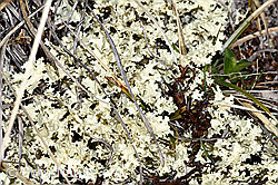 Wacholder-Fuchstöter (Vulpicida juniperinus) (F241704) Wacholder-Fuchstöter (Vulpicida juniperinus) (F241704)