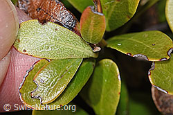 Immergrüne Bärentraube (Arctostaphylos uva-ursi) (F241711)