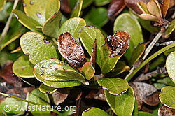 Immergrüne Bärentraube (Arctostaphylos uva-ursi) (F241712)