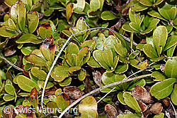 Immergrüne Bärentraube (Arctostaphylos uva-ursi) (F241713)