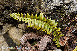 Lanzenfarn (Polystichum lonchitis) (F241715)