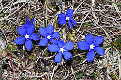 Schleichers Enzian (Gentiana schleicheri) (F241749) Schleichers Enzian (Gentiana schleicheri) (F241749)
