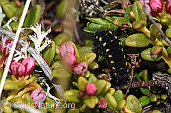 Alpen-Widderchen (Zygaena exulans, Raupe) auf Alpenazalee (Loiseleuria procumbens) (F241778) Alpen-Widderchen (Zygaena exulans, Raupe) auf Alpenazalee (Loiseleuria procumbens) (F241778)