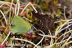 F241788: Brombeer-Zipfelfalter (Callophrys rubi)