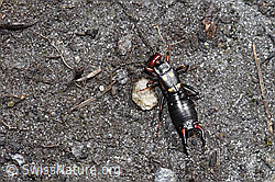 Zweipunkt-Ohrwurm (Anechura bipunctata) (F241802) Zweipunkt-Ohrwurm (Anechura bipunctata) (F241802)
