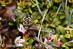 Mondfleck-Feldschwebfliege (Eupeodes luniger)