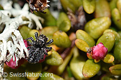 F241823: Springspinne (Unbekannte Art 01) auf Alpenazalee (Loiseleuria procumbens)
