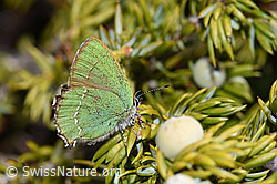 Callophrys rubi (F241846)