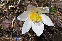 Frühlings-Anemonen (Pulsatilla vernalis) (F241848)