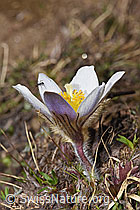 Frühlings-Anemonen (Pulsatilla vernalis) (F241855)