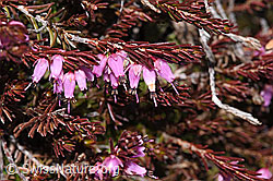 Foto: Erika (Erica carnea)