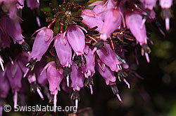 Erika (Erica carnea) (F241867)