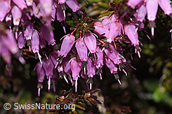 Erika (Erica carnea) (F241868)