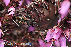 Rhyparochromus pini (Wanze)