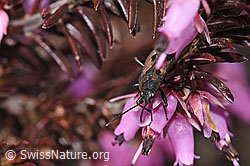 Rhyparochromus pini (Wanze) auf Erika (Erica carnea) (F241870)