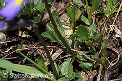 Viola calcarata (F241880)