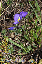 Viola calcarata (F241881)